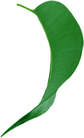 leaf